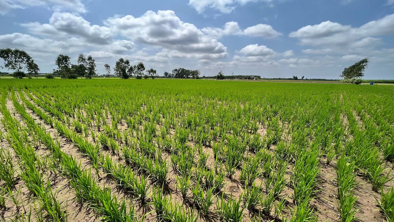 The project aims to set a benchmark for similar efforts in the rice decarbonization space.