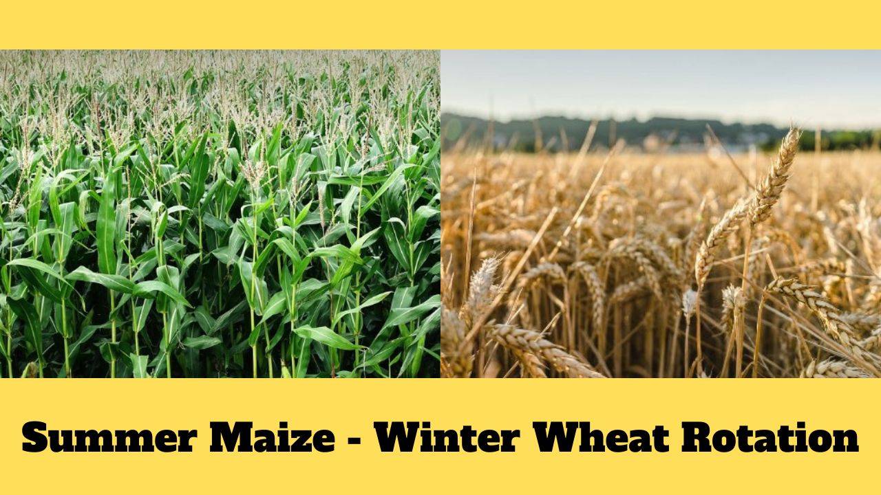 Benzoxazinoids produced by maize increases yields of wheat planted subsequent to maize in the same soil by more than 4%. (Image Courtesy: Pixabay)