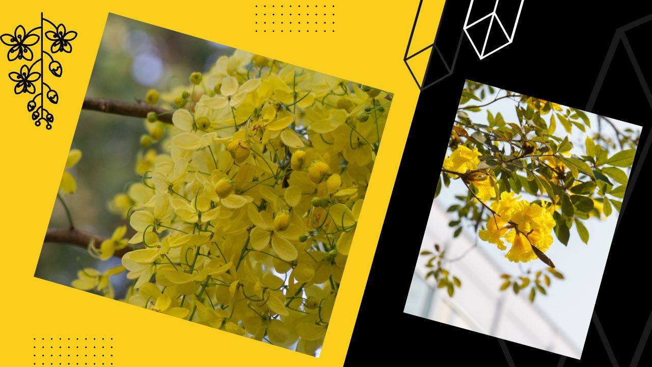 Amaltas, also known as Cassia fistula or Golden shower tree is a popular herb in Ayurvedic medicine known to be useful in a variety of health conditions. (Image Courtesy- Unsplash)