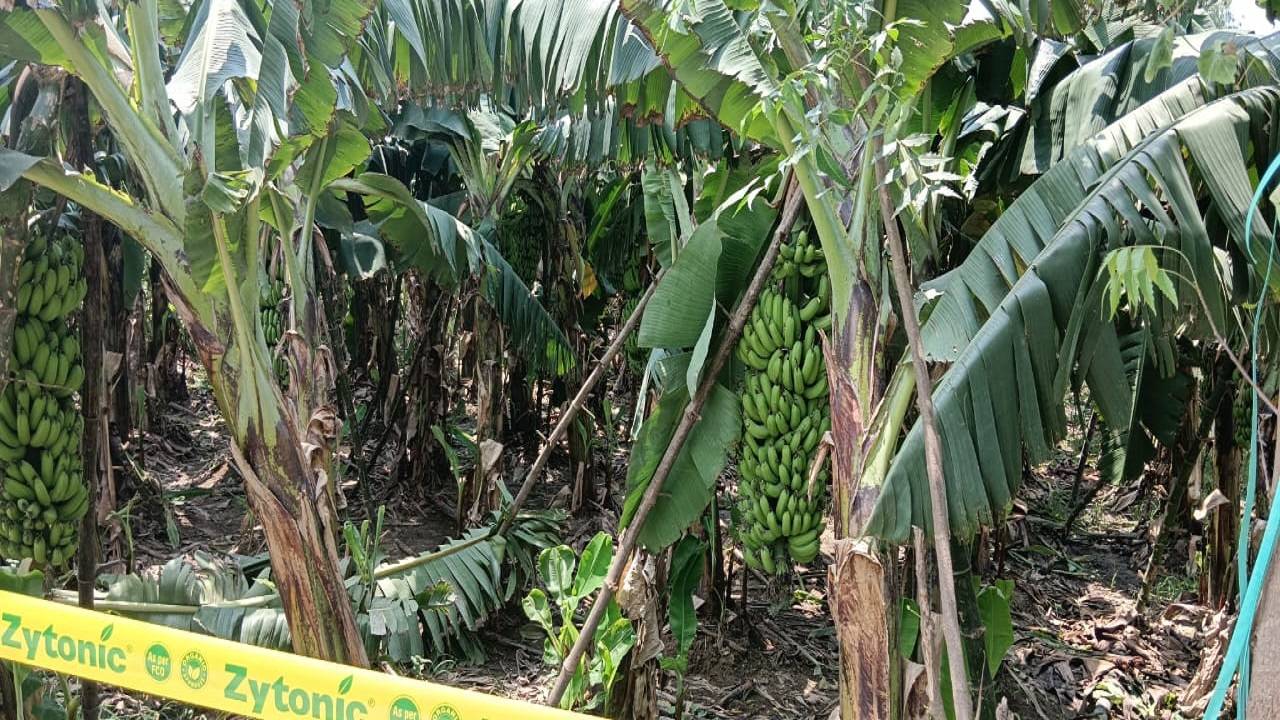 Banana crop flourish with  Zytonic Technology