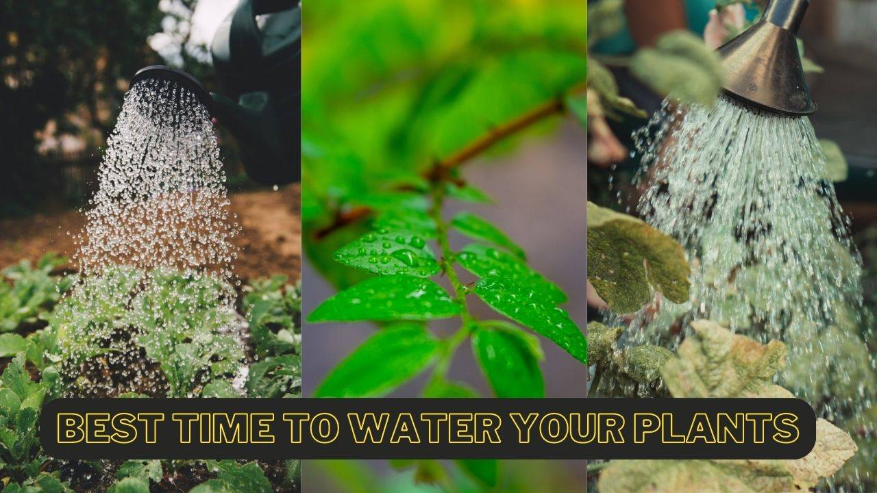 Best Time to Water Your Plants: A Comprehensive Guide. (Image Courtesy- Unsplash)