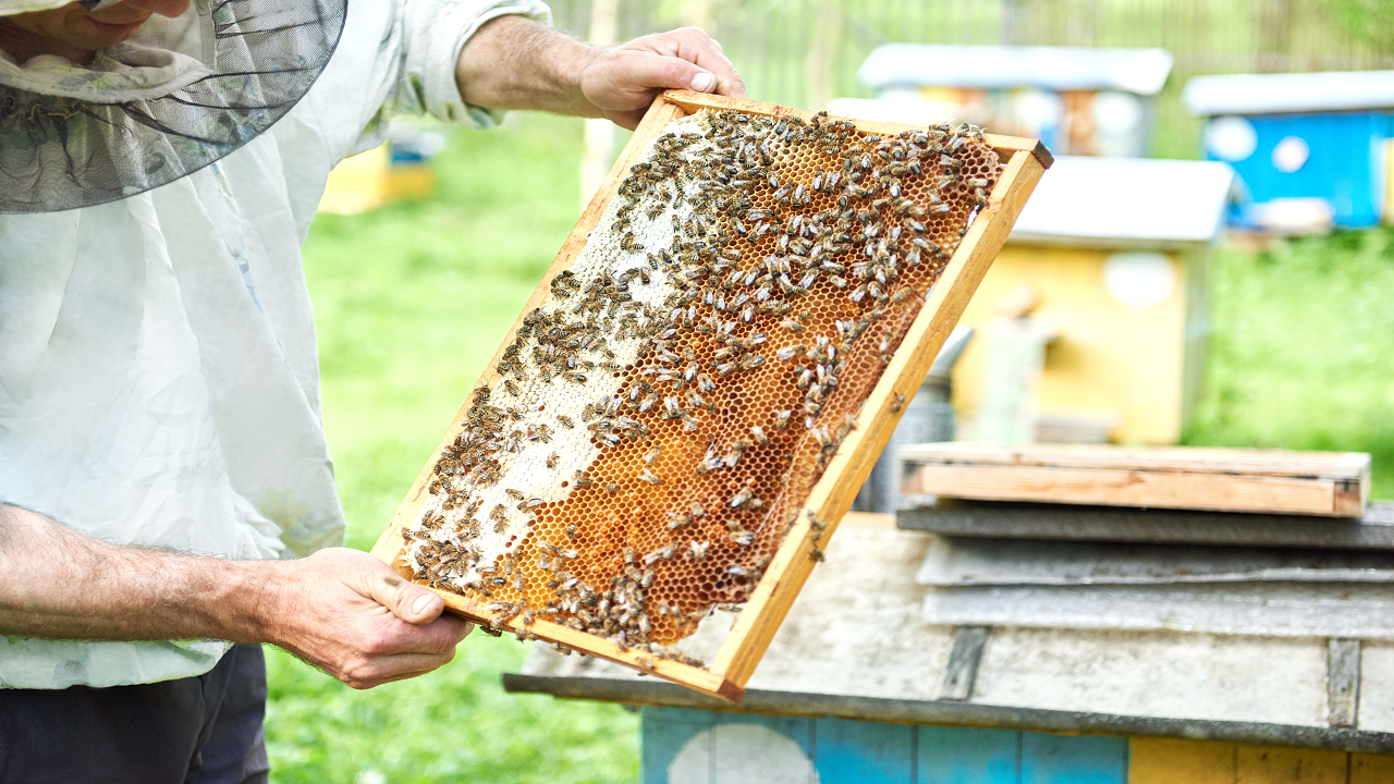 Beekeeping Business (Photo Courtesy: Freepik)