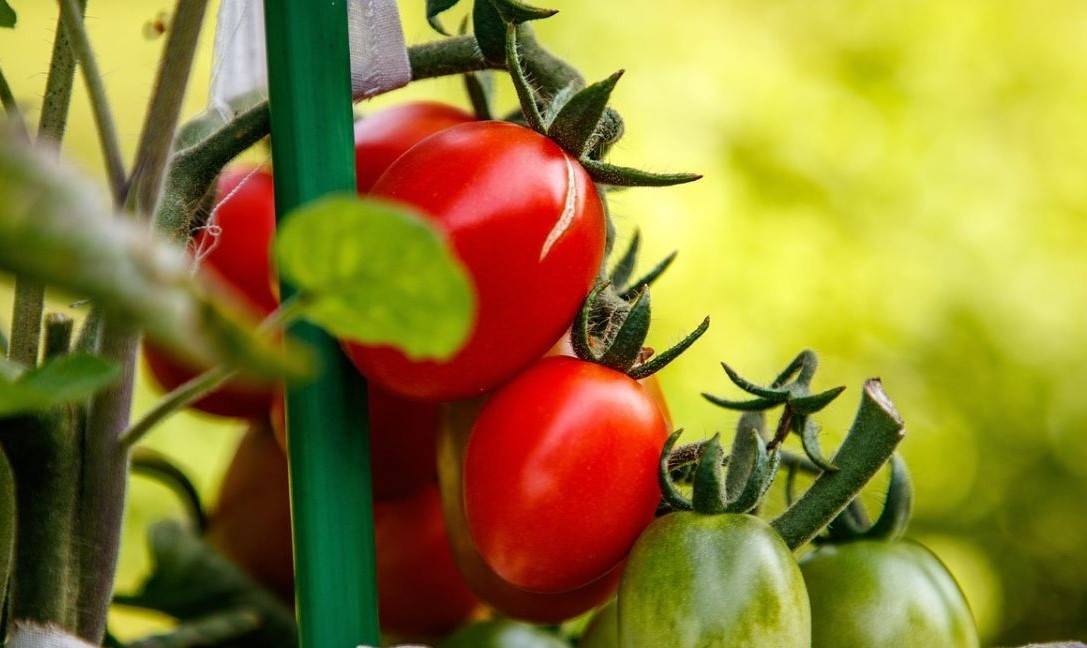 NAFED and NCCF to Offer Tomatoes at Rs 40 per kg in Retail Starting August 20 (Photo Credit: Pixabay)