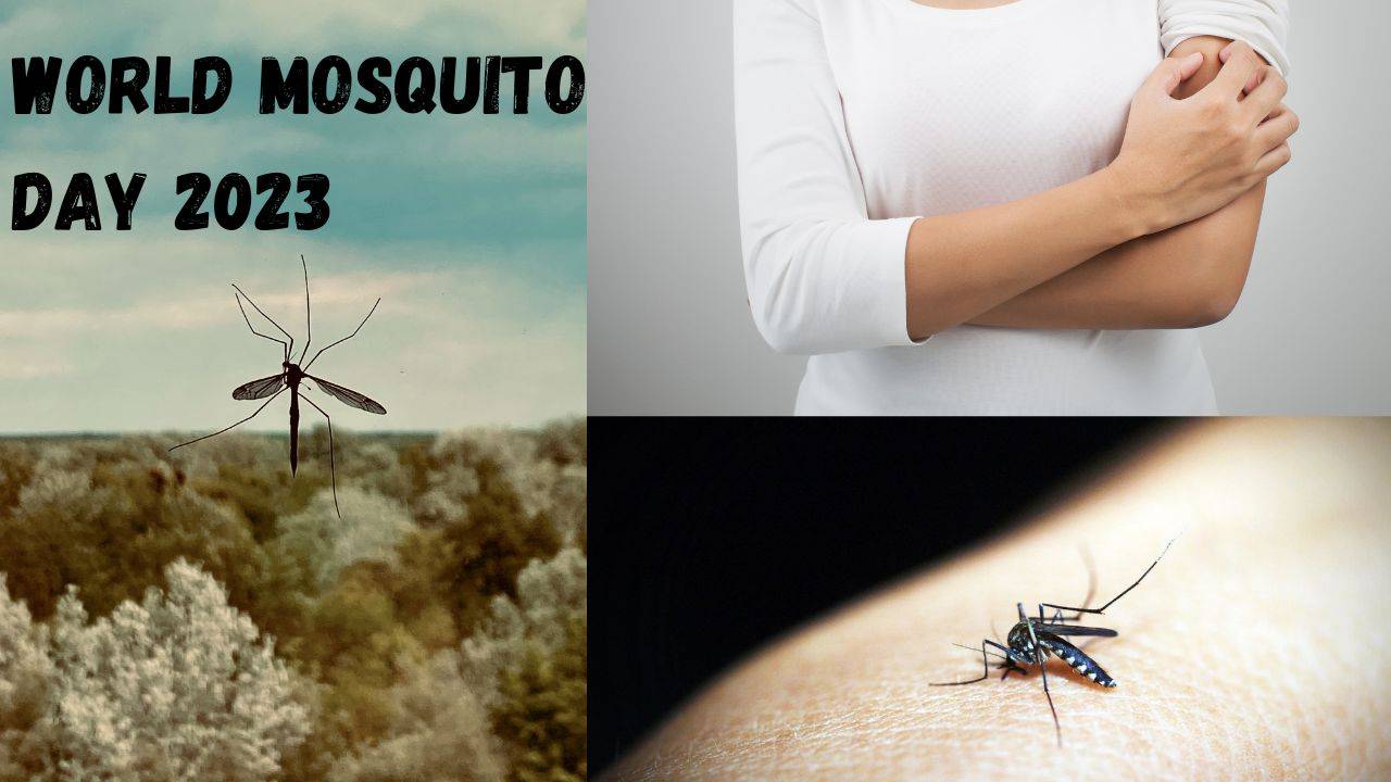 World Mosquito Day is a reminder that individuals and communities play a vital role in preventing mosquito-borne diseases. (Image Courtesy- Canva)