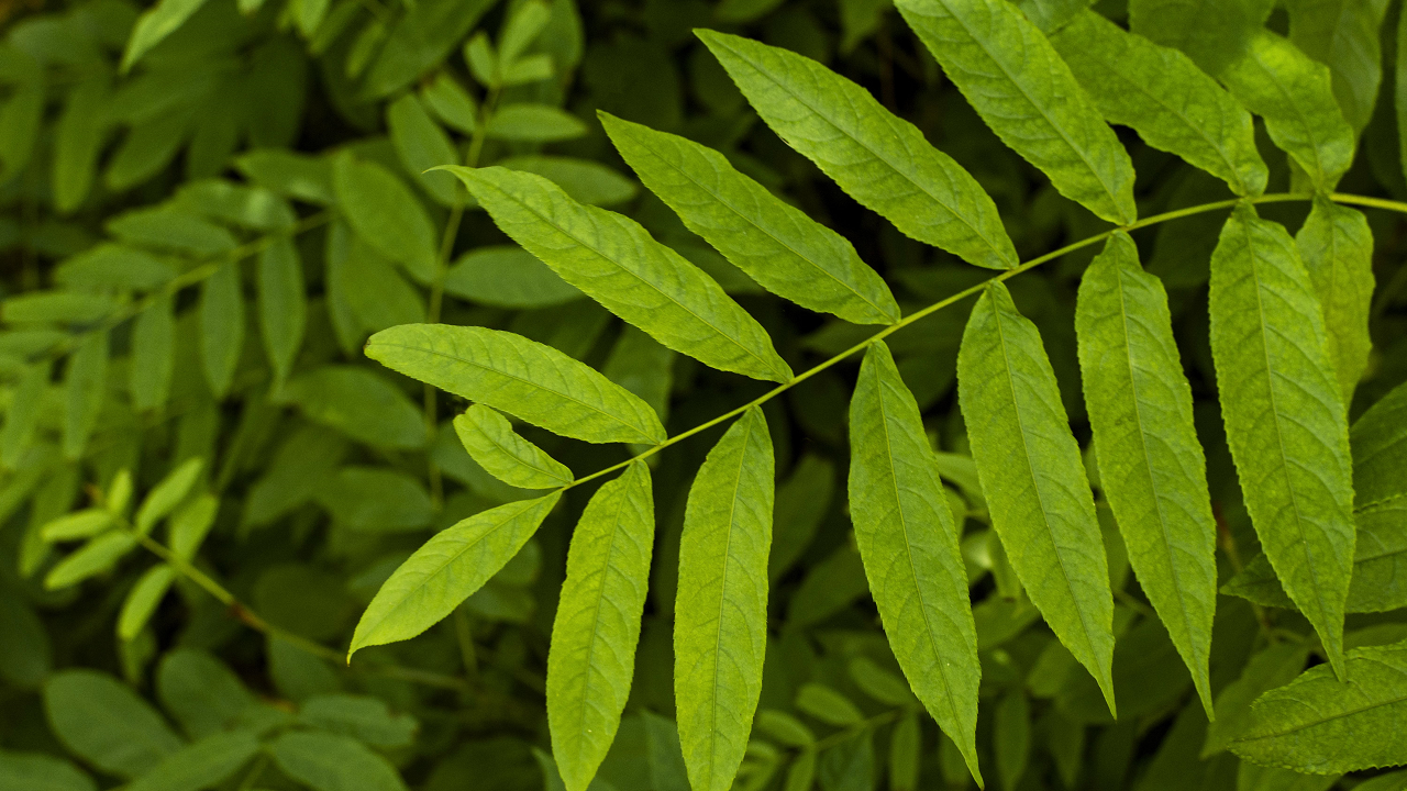 Neem leaves are exceptionally beneficial for human health (Photo Courtesy: Freepik)