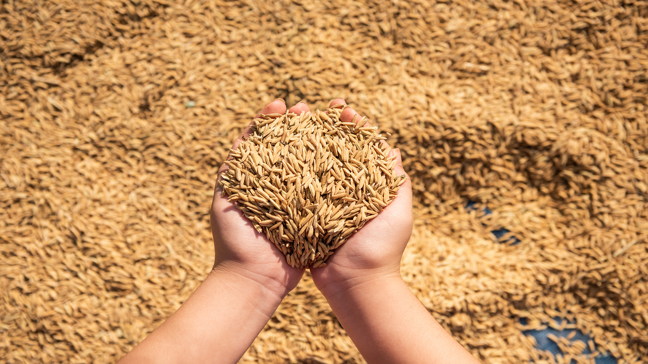 India's Crop Area Coverage 2023: Rice, Pulses, Coarse Cereals, Sugarcane, Jute & Cotton (Photo Courtesy: Freepik)