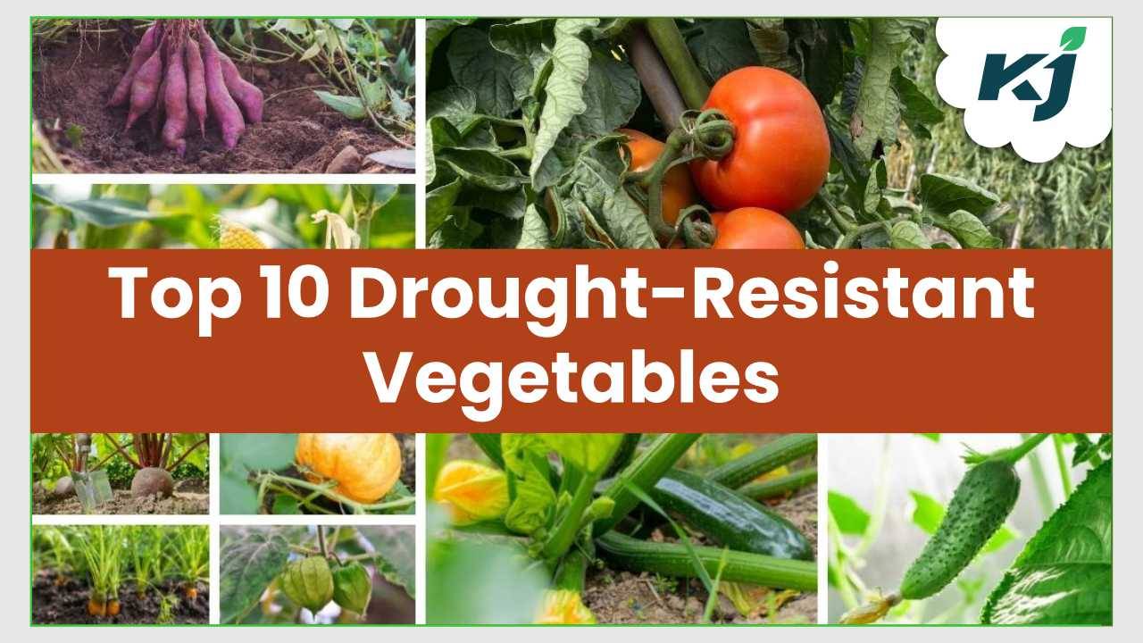 Top 10 Drought Resistant Vegetables (Photo Courtesy: Krishi Jagran)