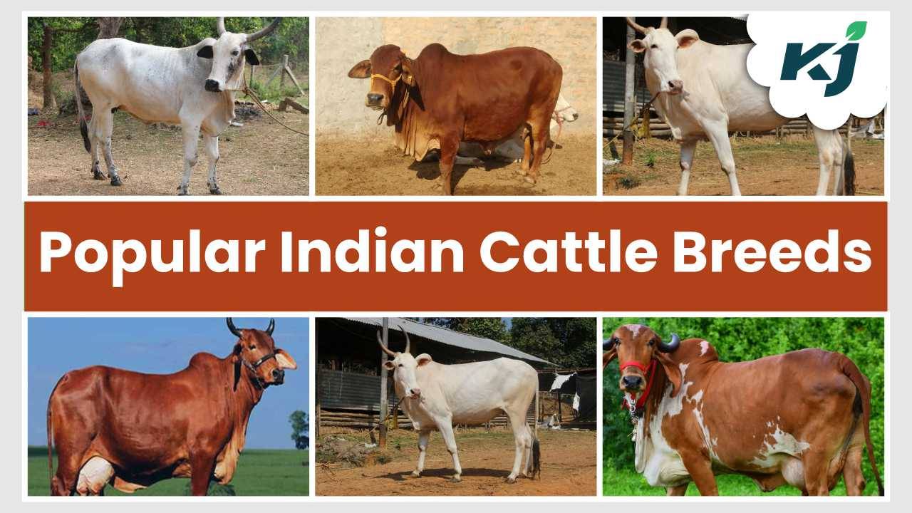 These cattle breeds have developed and improved over many generations. (Image Courtesy- Pixabay)