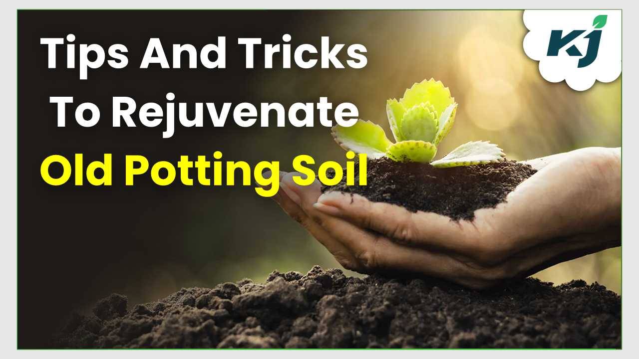 Tips to make soil health better (Photo Courtesy: Krishi Jagran)
