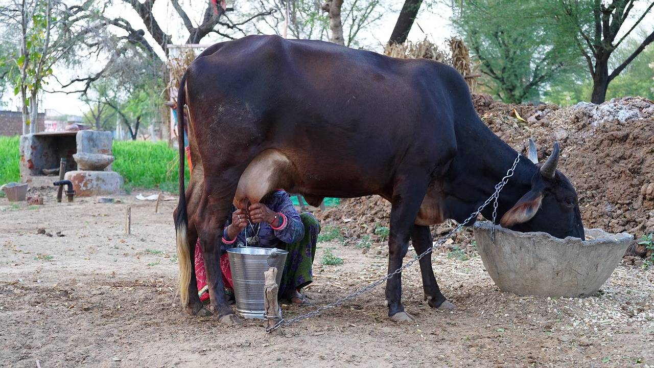 Cow Milking (Photo Courtesy: Pixabay)
