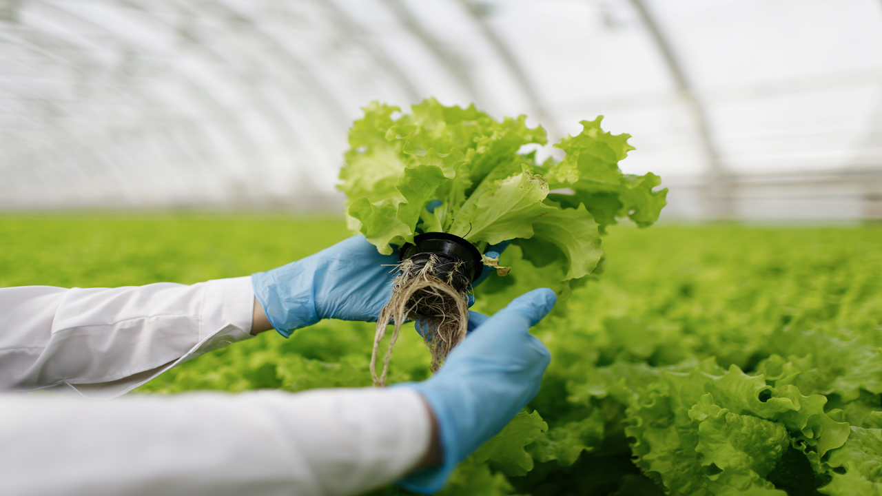 Hydroponic farming (Photo Courtesy: Freepik)