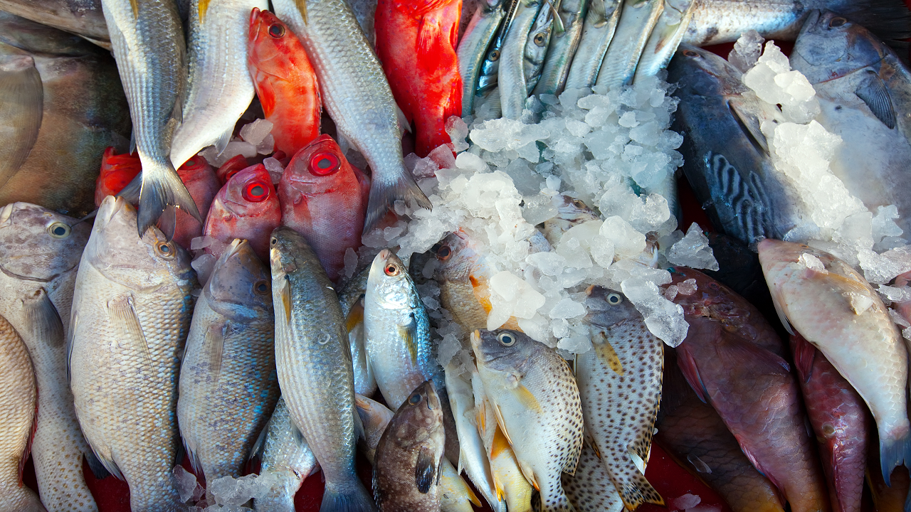 Raw Fish Market (Photo Courtesy: Freepik)