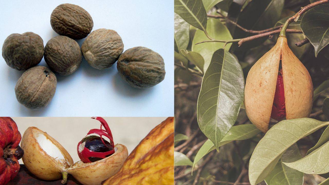 Nutmeg fruit resembles a yellow apricot when ripe. (Image Courtesy- Unsplash)
