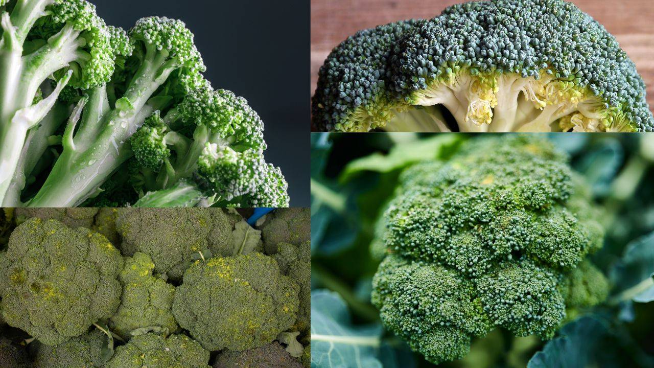 Broccoli, a nutritious and delicious vegetable, can be successfully grown hydroponically with a little knowledge and effort. (Image Courtesy- Unsplash)