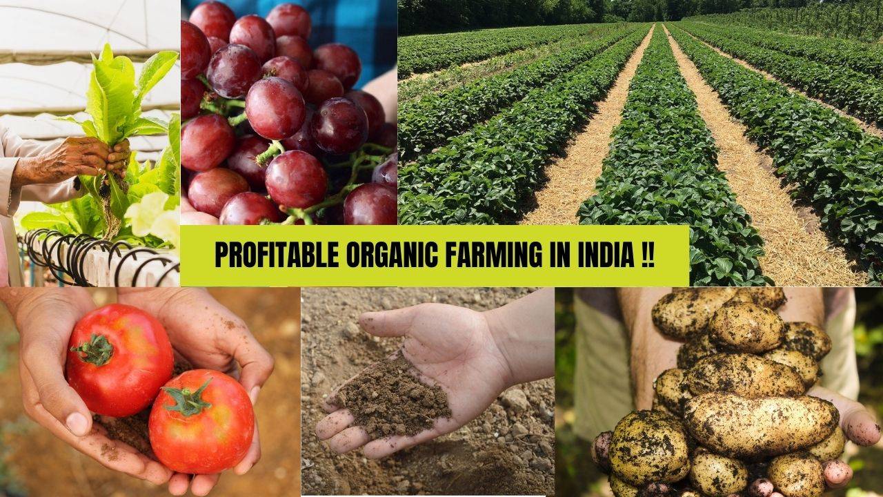 Profitability of organic farming in India is influenced by a range of factors. (Image Courtesy- Pixabay)