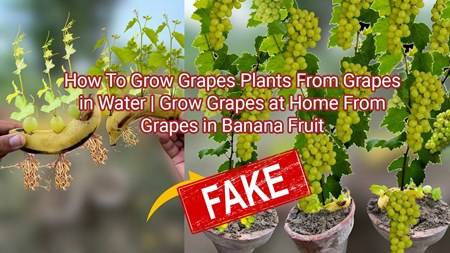 Unconventional Plant Propagation Experiment Using Grapes and Bananas is Fake
