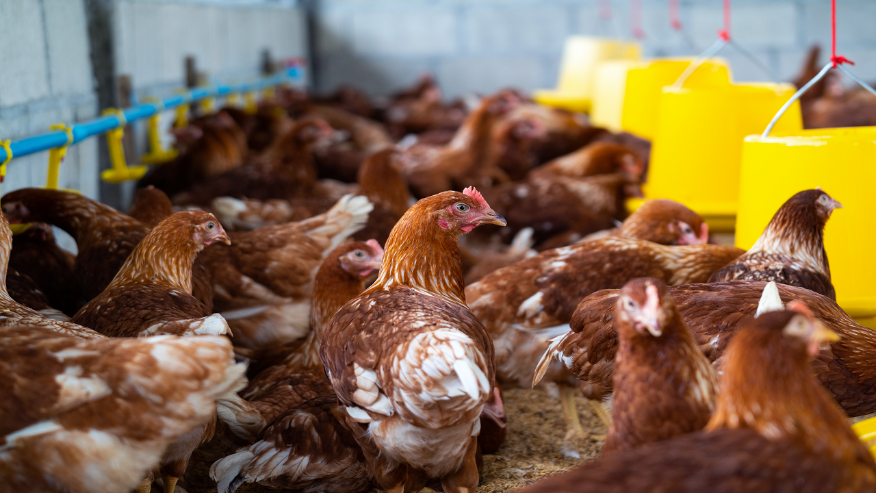 Brown Chicken, Poultry Farming (Photo Courtesy: Freepik)