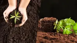 How to Make Cocopeat at Home and its Benefits