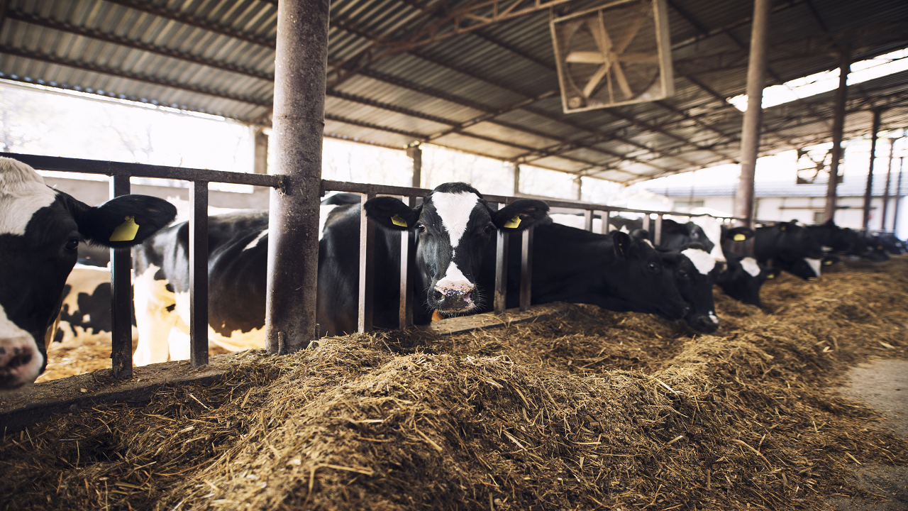 Cattle farming in India (Photo Courtesy: Freepik)