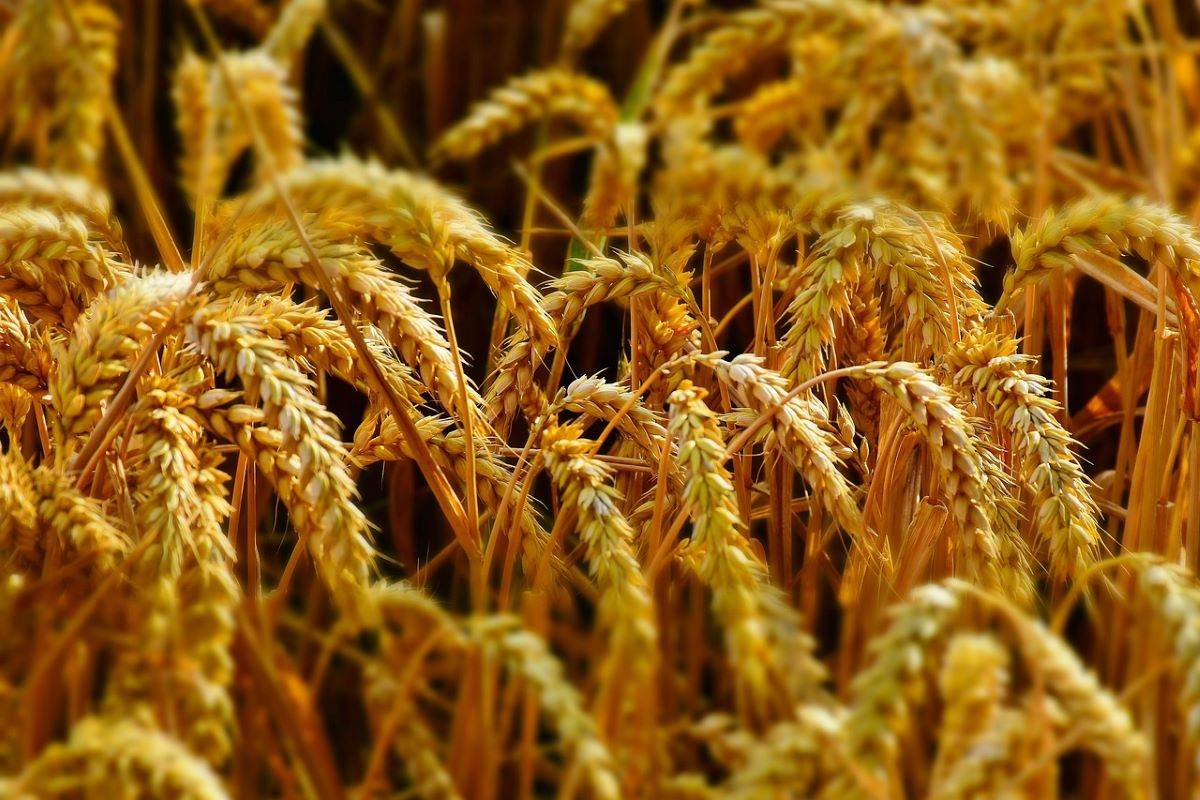Government Revises Wheat Stock Limits to Ensure Food Security (Photo Source: Pixabay)