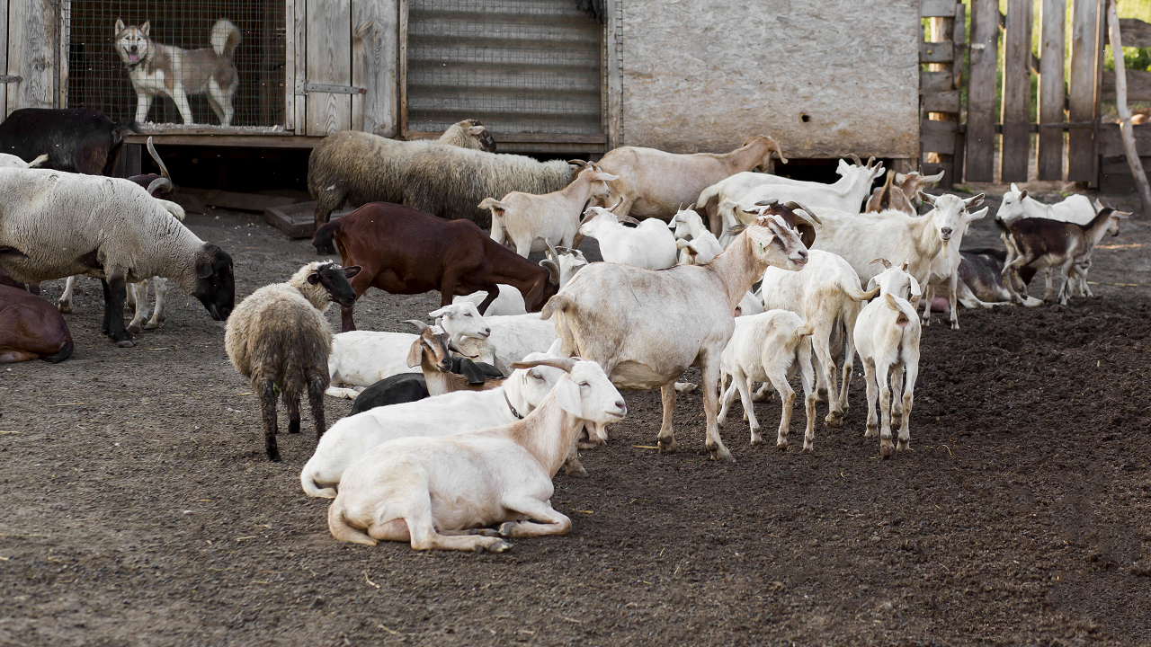 Goat Farming (Photo Courtesy: Freepik)