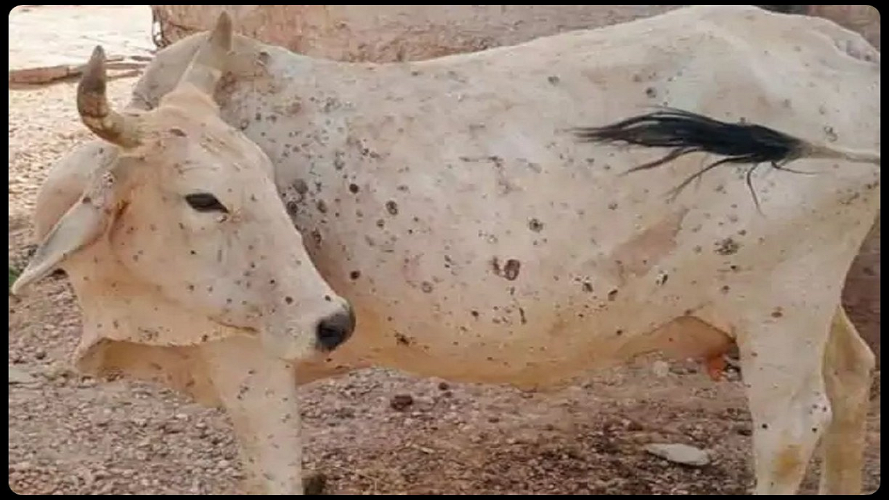 Lumpy Skin Disease among cattle (Photo Courtesy: @SamajwadiUsa/Twitter)