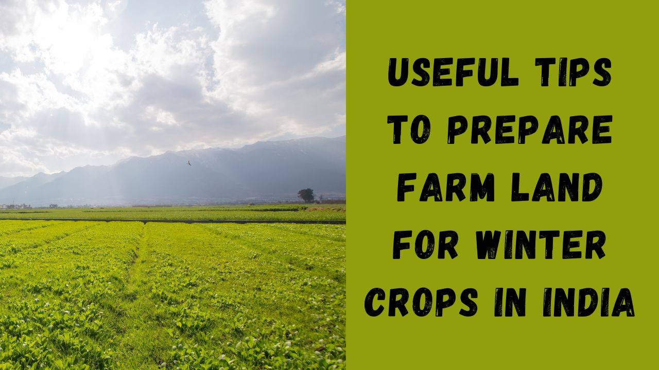 How To Prepare Farm Land For Winter Crops In India (Photo Courtesy: Krishi Jagran)