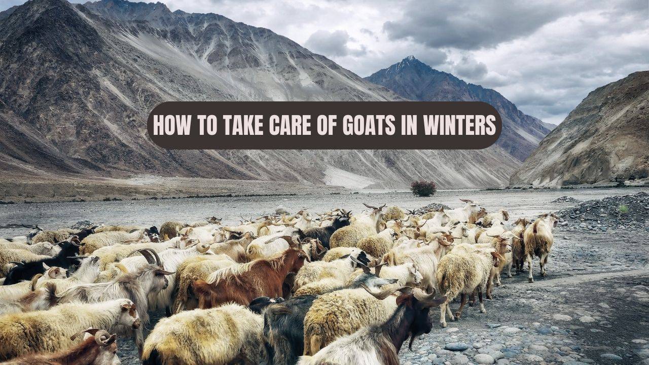 Goats naturally grow a thick coat that helps them cope with winter, but it's essential to provide them with some protection. (Image Courtesy- Pixabay)