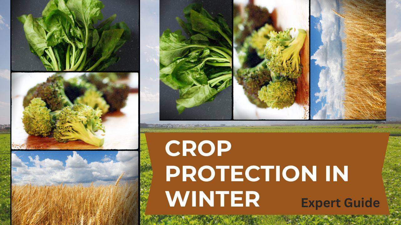 Tips to protect crops in winter (Photo Courtesy: Krishi Jagran)