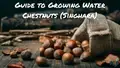 How to Grow Water Chestnut Or Singhara Fruit