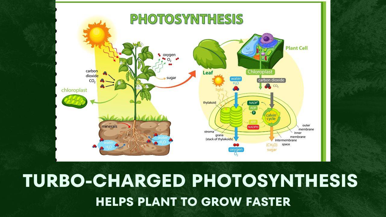 How turbo charged photosynthesis help plants grow faster