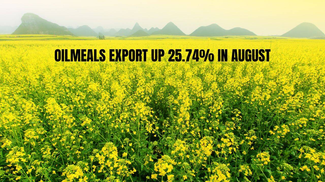 During April-August, South Korea imported 3.82 lt of oilmeals (4.52 lt) from India. (Image Courtesy- Canva)
