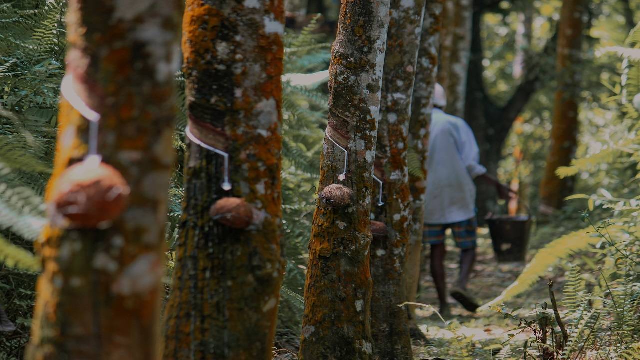 Karnataka produces around 40,000 tonnes of natural rubber. (Image Courtesy- Unsplash)
