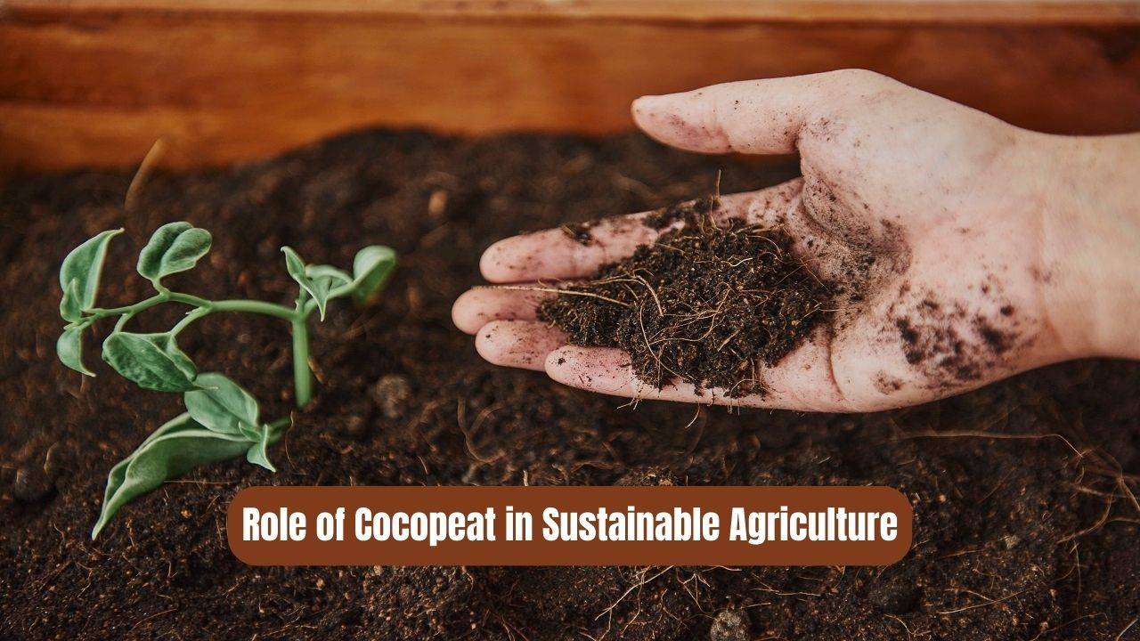 Cocopeat can promote a healthy soil ecosystem by providing a habitat for beneficial microorganisms and insects. (Image Courtesy- Freepik)