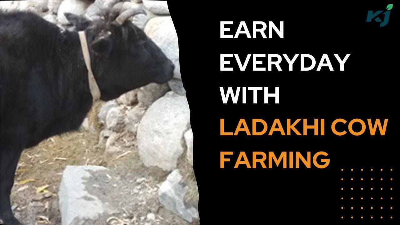 Ladakhi cow earns daily (Photo Courtesy: Krishi Jagran)