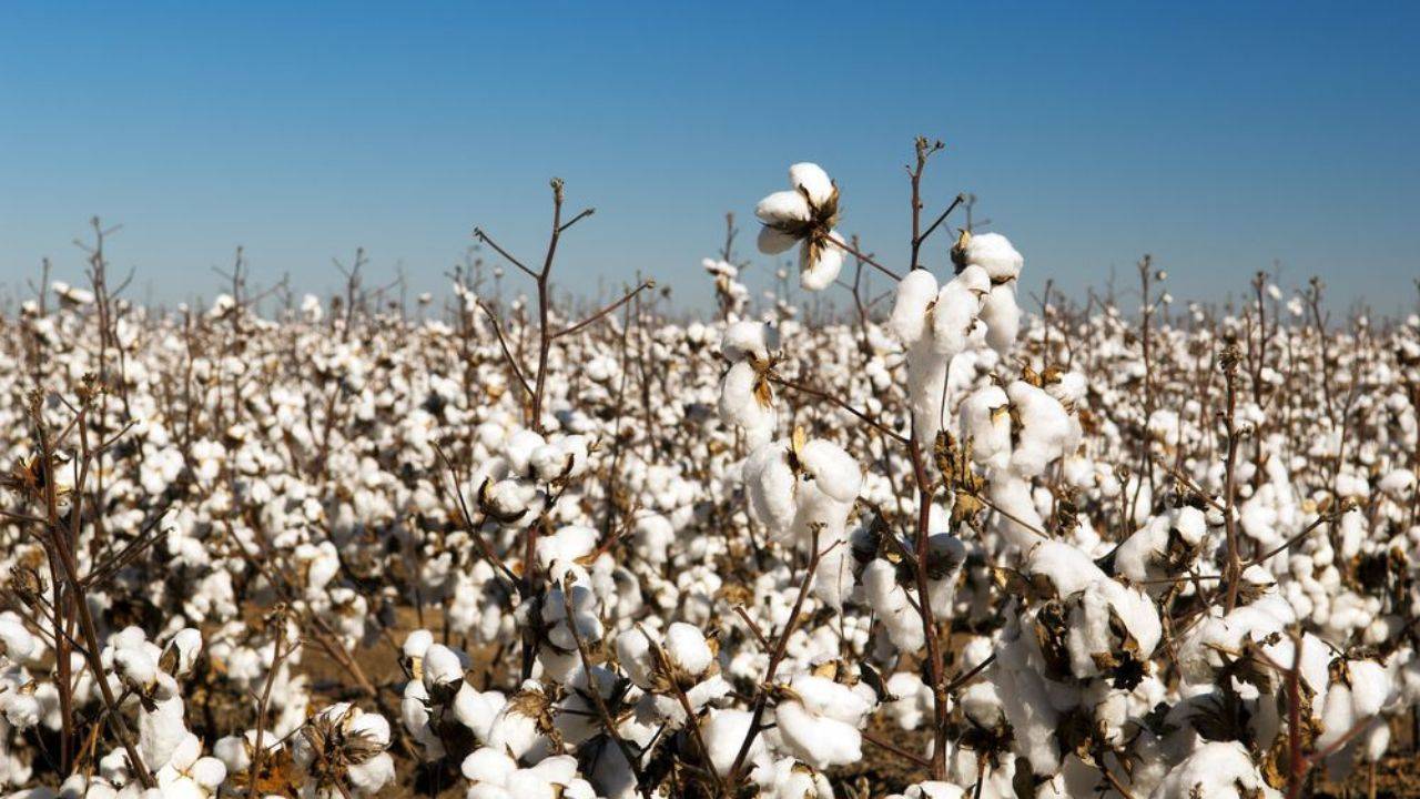 Cotton is now facing a daunting challenge – a significant decline in production