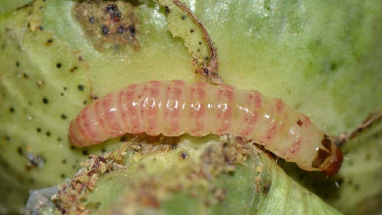 Cotton crops continue to suffer from the relentless pink bollworm infestation