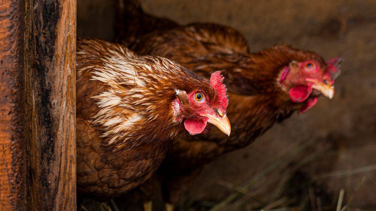 Karnataka HC recently ruled out that since poultry farming is an agricultural activity, it cannot be termed as "commercial" (Image Courtesy: Freepik)