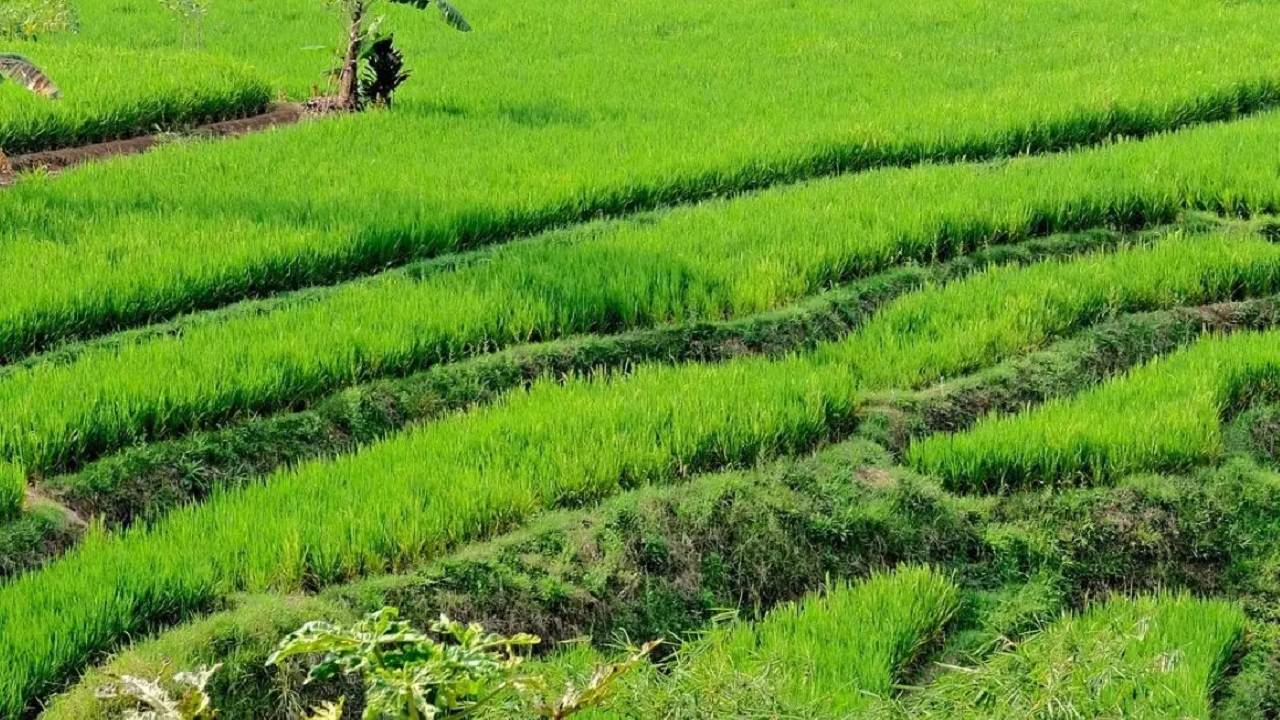 Counter protests began in Tamil Nadu with the farmers demanding the release of Cauvery water to sustain agricultural activities.