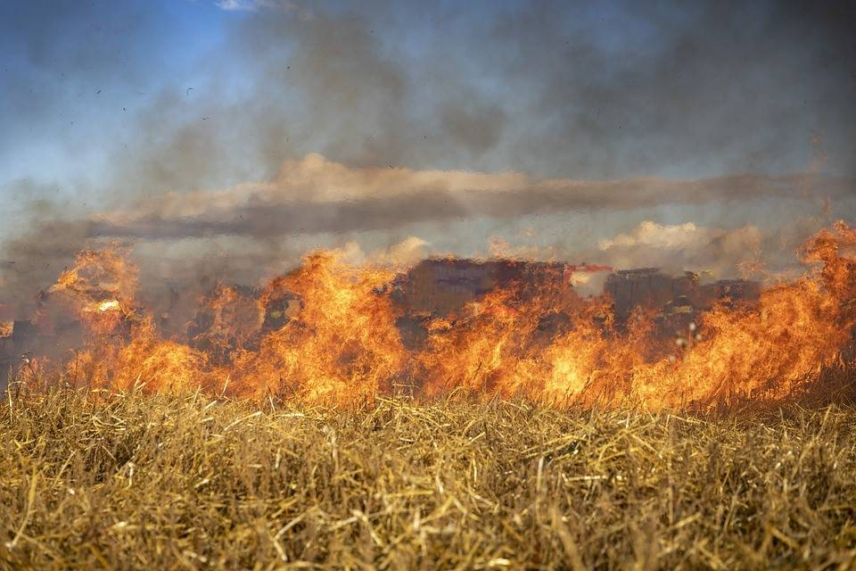 Punjab government submits comprehensive action plan to CAQM to combat stubble burning (Photo Source: Pixabay)