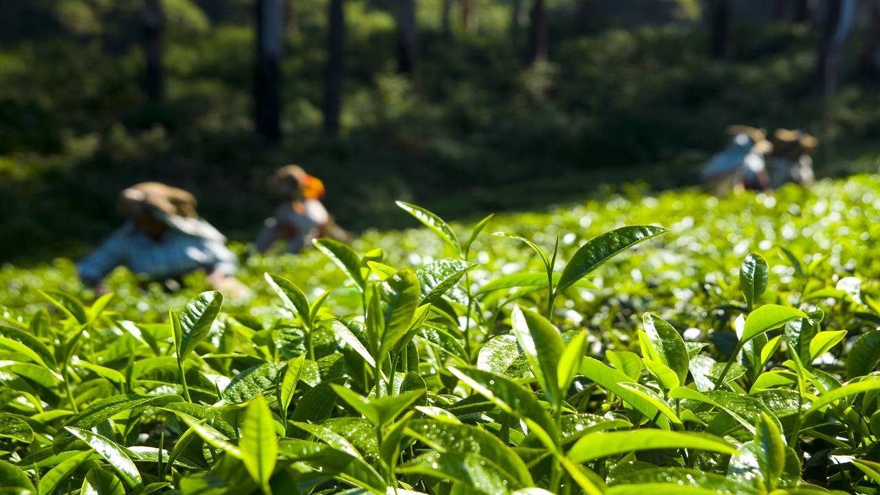 The tea board's efforts to monitor the quality of tea at the auction were hailed as a positive step.  (Photo courtesy of Freepik)