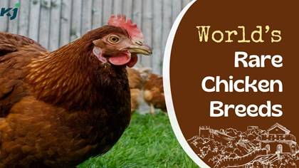 Rare Chicken Breeds: Meet The King Of Poultry, Lamborghini Of Chickens; Know Meat Price And More
