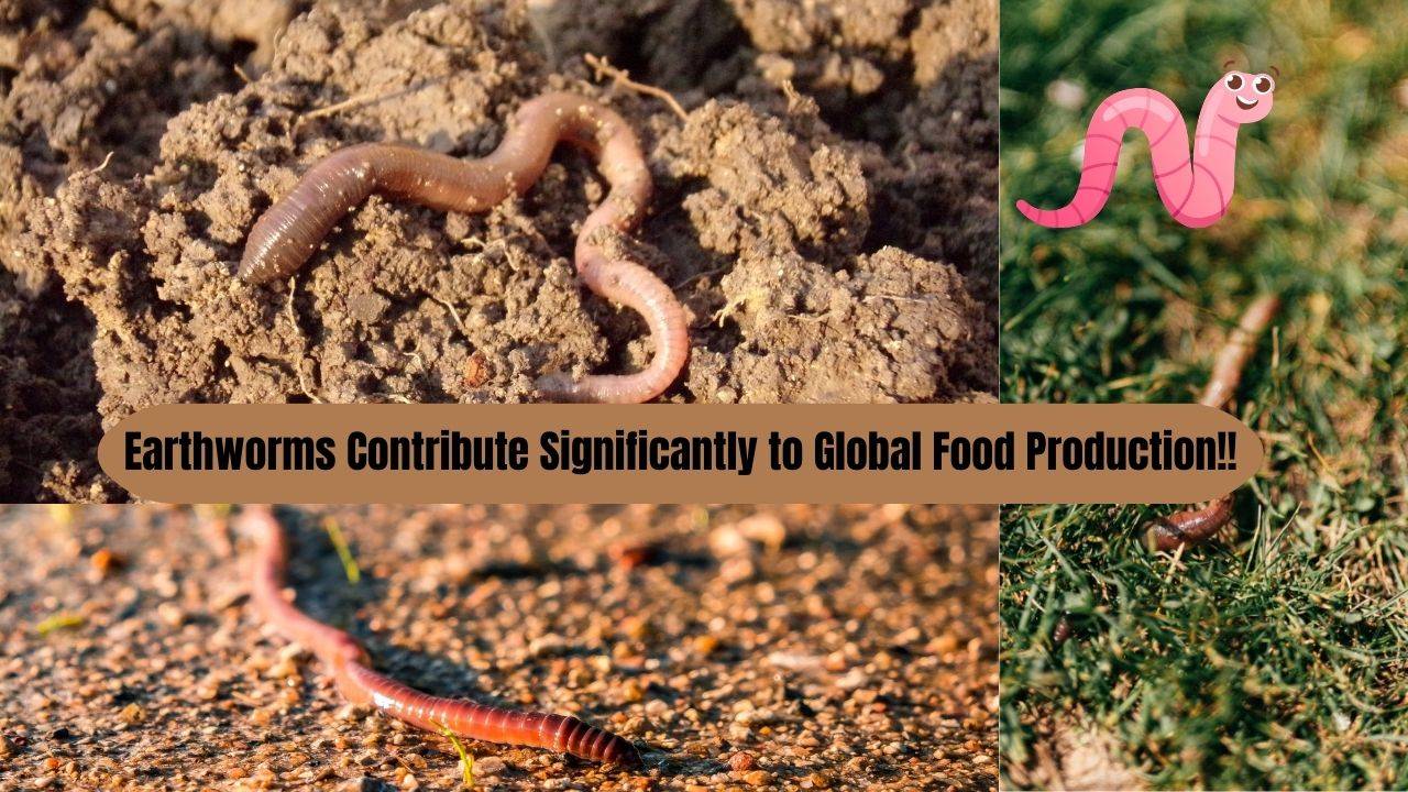 Earthworms, in particular, are important ecosystem engineers that influence plant growth.  (Image Courtesy – Canva)