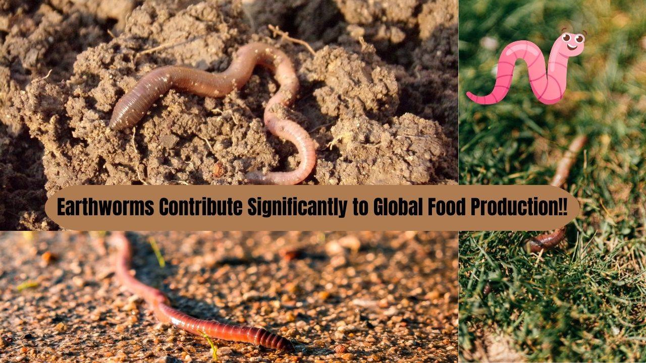 Earthworms, in particular, are important ecosystem engineers that influence plant growth. (Image Courtesy- Canva)