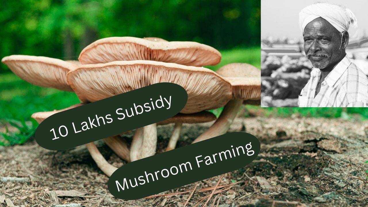 10 lakh government subsidy on mushroom cultivation (Image courtesy: Freepick)