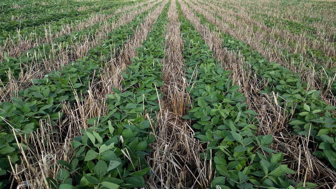 Cover crops are grown to improve soil health, slow soil erosion, and enhance water availability rather than for harvest and commercial use. (Image Courtesy- Freepik)