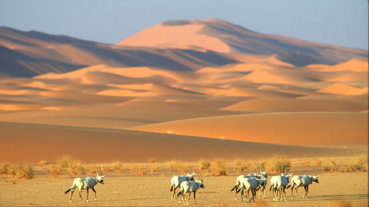 Group of Arabian oryx with sand dune background.  (Photo courtesy: unesco.org)