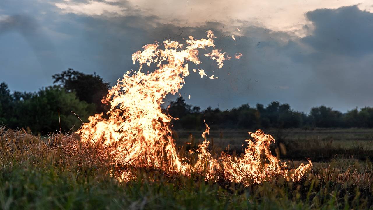 Incidents of post-paddy burning of parathas more than doubled in September, with significant increases in Haryana, Punjab and Uttar Pradesh.  (Photo courtesy of Freepik)