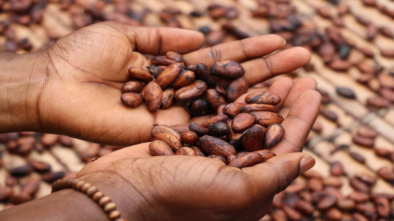 In an effort to regain its leadership in cocoa production, the country has decided to market the produce directly.  (Photo courtesy of Unsplash)