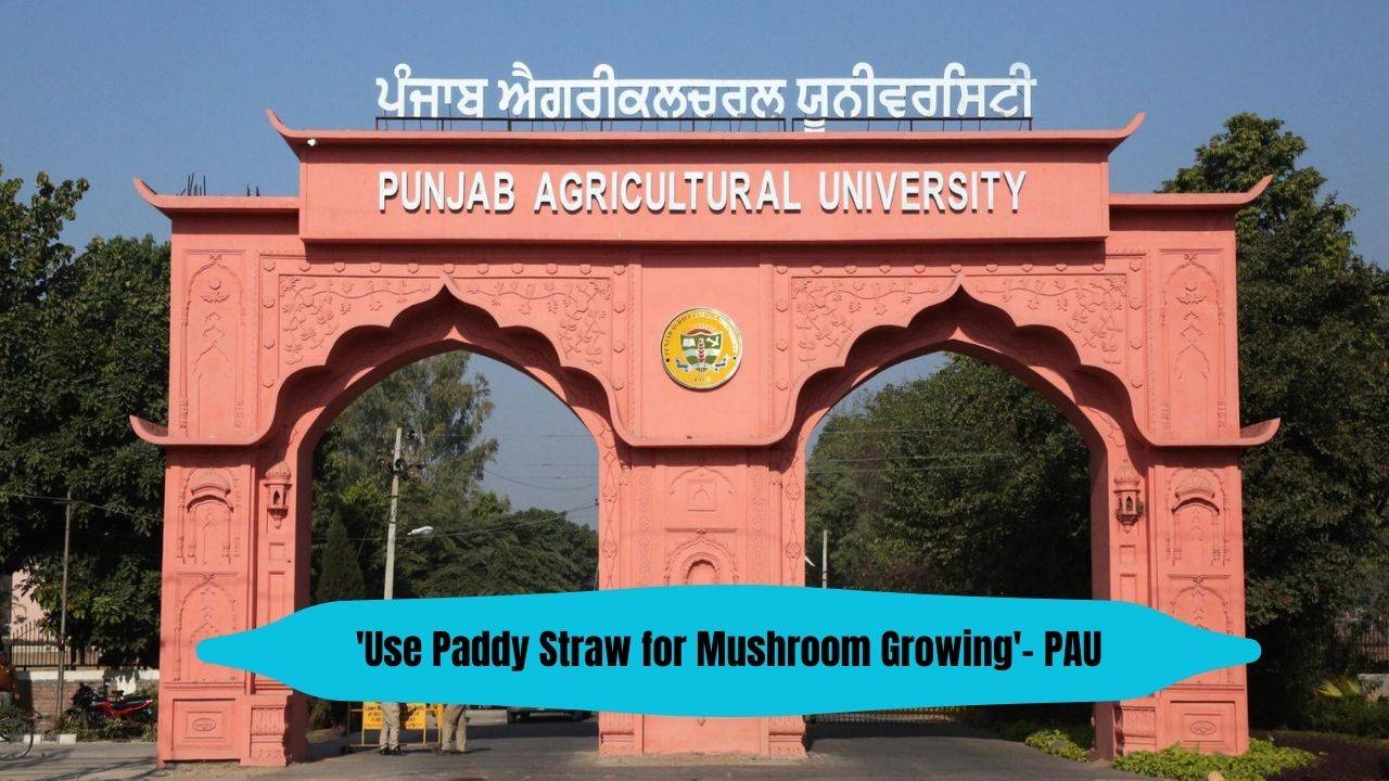 The training course at PAU centred around cultivation practices, processing, marketing and loan facilities for mushroom growers. (Image Courtesy- Facebook/PAU)